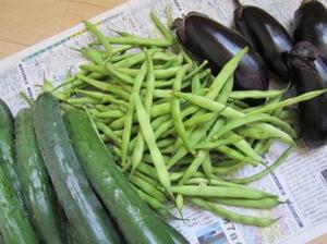 野菜の収穫